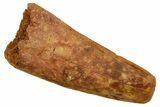 Fossil Spinosaurus Tooth - Feeding Worn Tip #373753-1